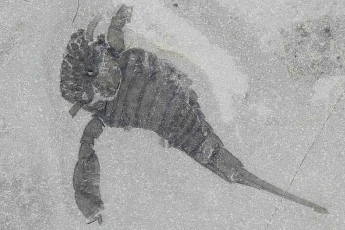 Eurypterus (Sea Scorpion) Fossil - New York #86786